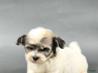 Havanese dogs - Ad 31