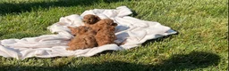 Miniature Poodle dogs for sale: Baby Molly ❤️🐾AKC Registered❤️Genetic Tested❤️Call 717-529-1907 - Ad 8
