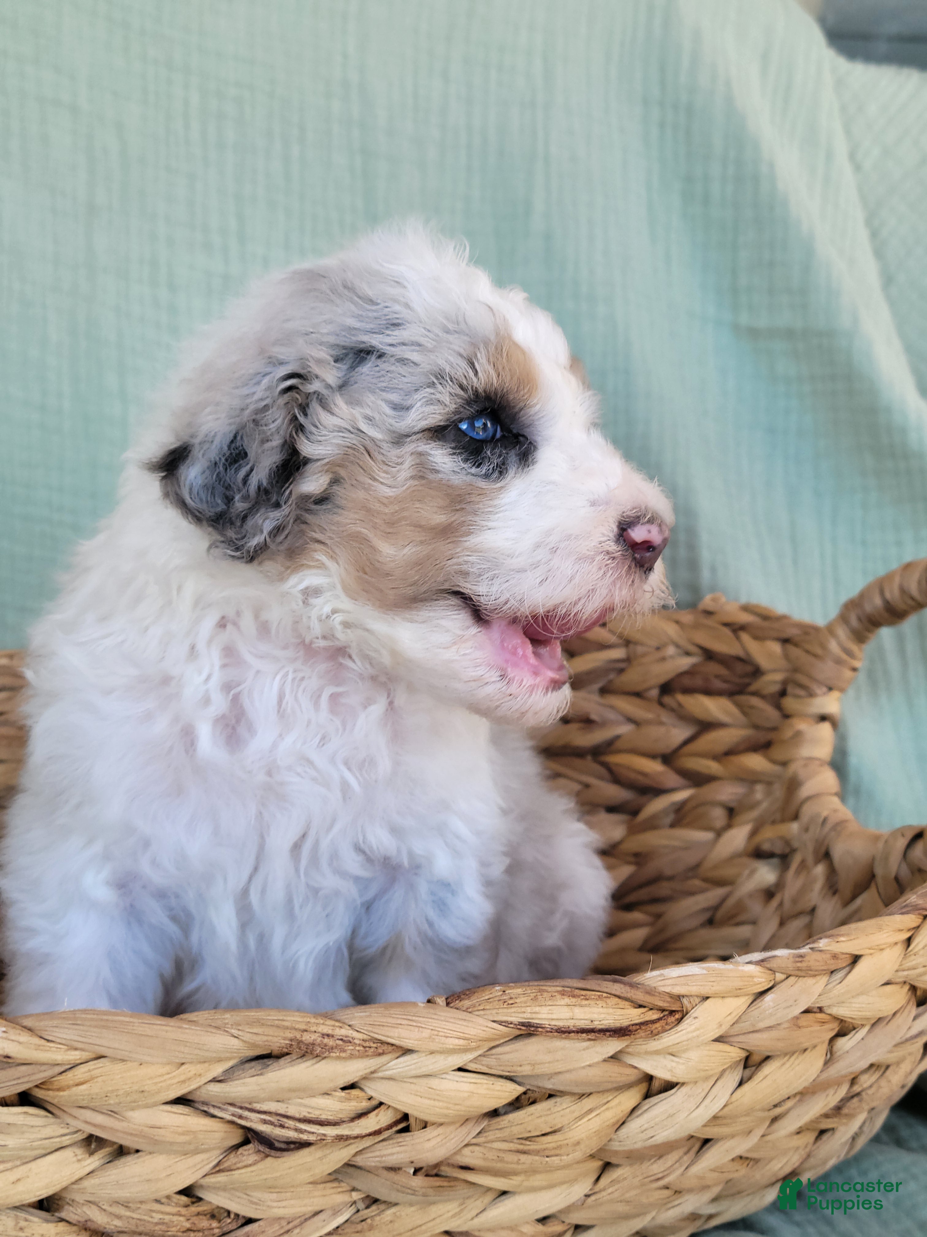 Aussiedoodle dogs for sale: F1b Aussiedoodle Olaf - Ad 19