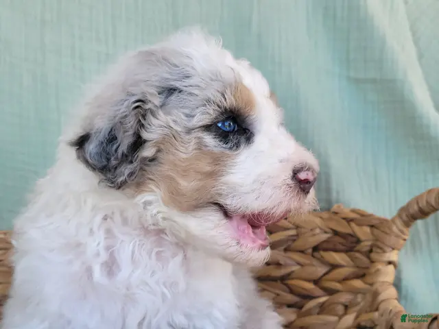 Aussiedoodle dogs for sale: F1b Aussiedoodle Olaf - Ad 19