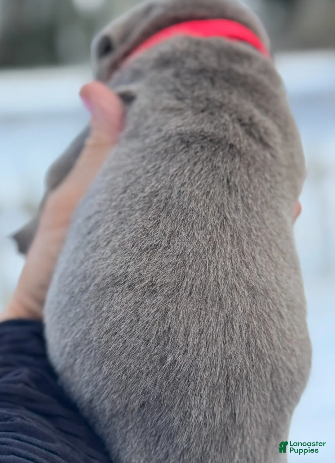 Labrador Retriever dogs for sale: Labrador Retriever Puppy  - Ad 11