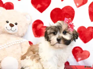 Malshi dogs Fifi - Ad 8