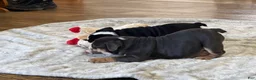 English Bulldog dogs for sale: Blue Princess - Ad 10