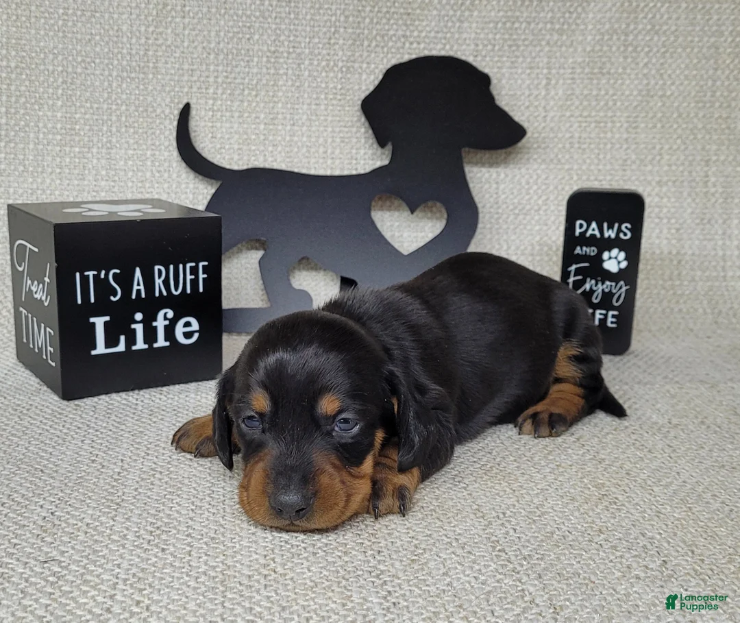Miniature Dachshund dogs for sale: Sofia AKC - Ad 5