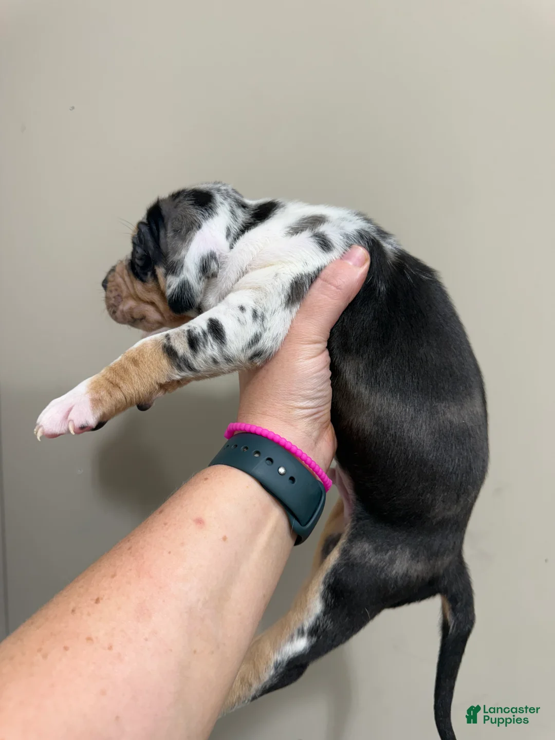 Catahoula Leopard Dog dogs for sale: Blue Male #1 - Ad 2