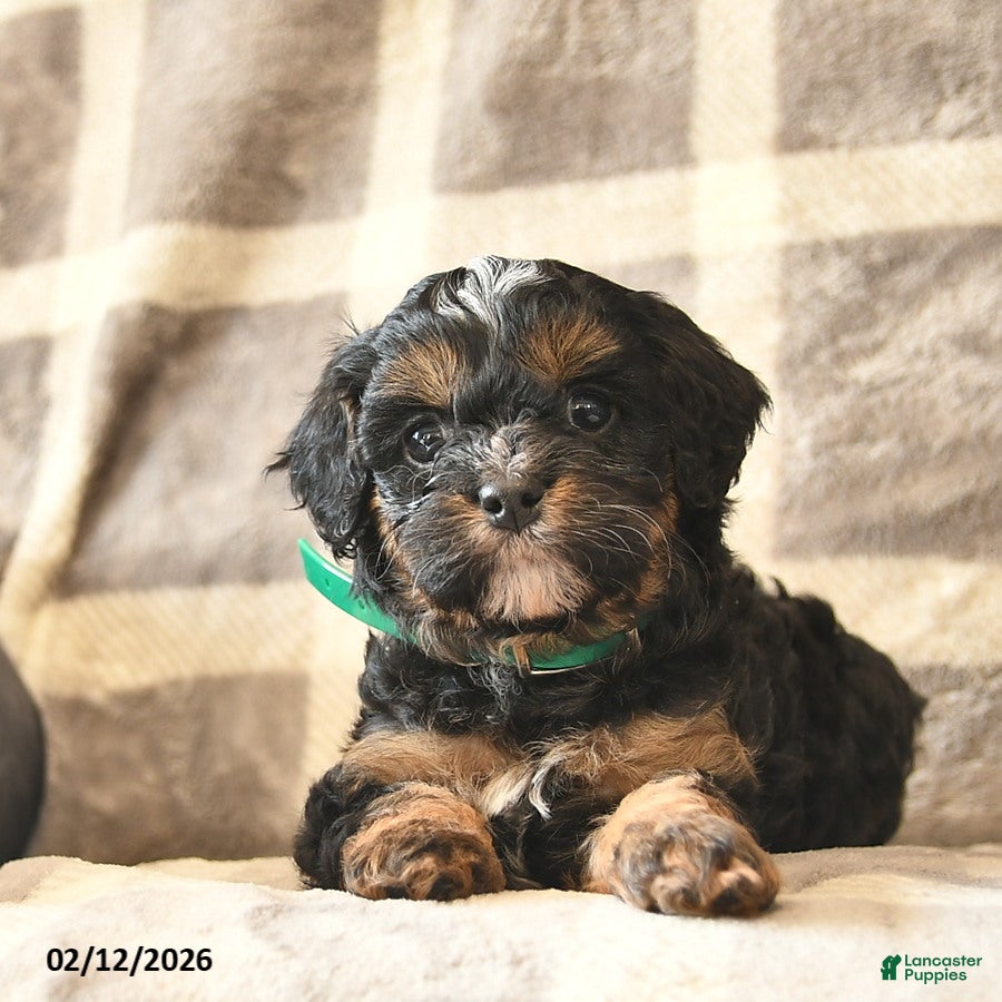 Cavapoo dogs Callie  - Ad 2