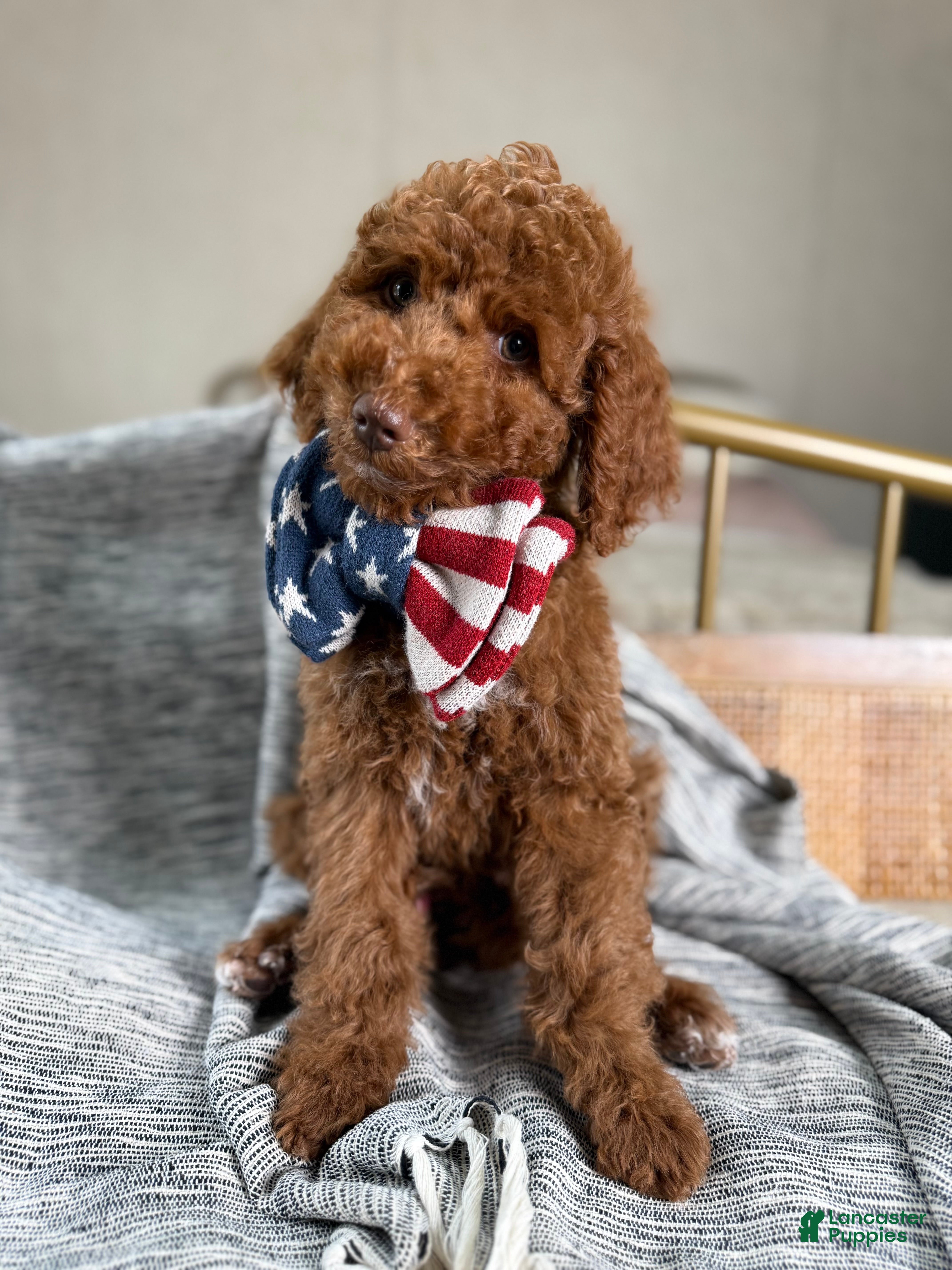 Goldendoodle dogs Stu Lou  - Ad 42