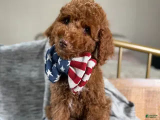 Goldendoodle dogs Stu Lou - Ad 42