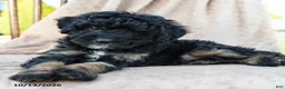 Mini Bernedoodle dogs for sale: Hunter - Ad 5