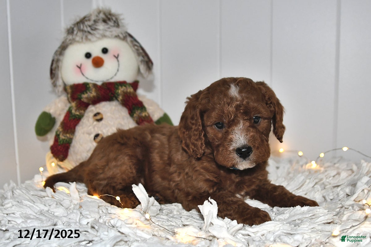 Cavapoo dogs Curly - Ad 18