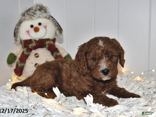 Cavapoo dogs Curly - Ad 18