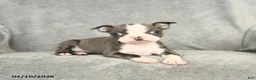 Boston Terrier dogs for sale: Darcy - Ad 4