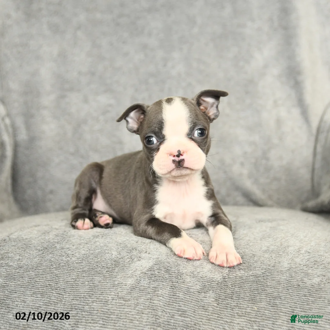Boston Terrier dogs for sale: Darcy - Ad 4