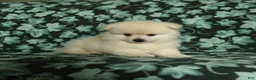 Pomeranian dogs for sale: Tuffy - Ad 5