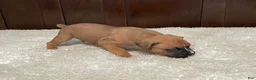 Boxer dogs for sale: Rocky - Ad 9