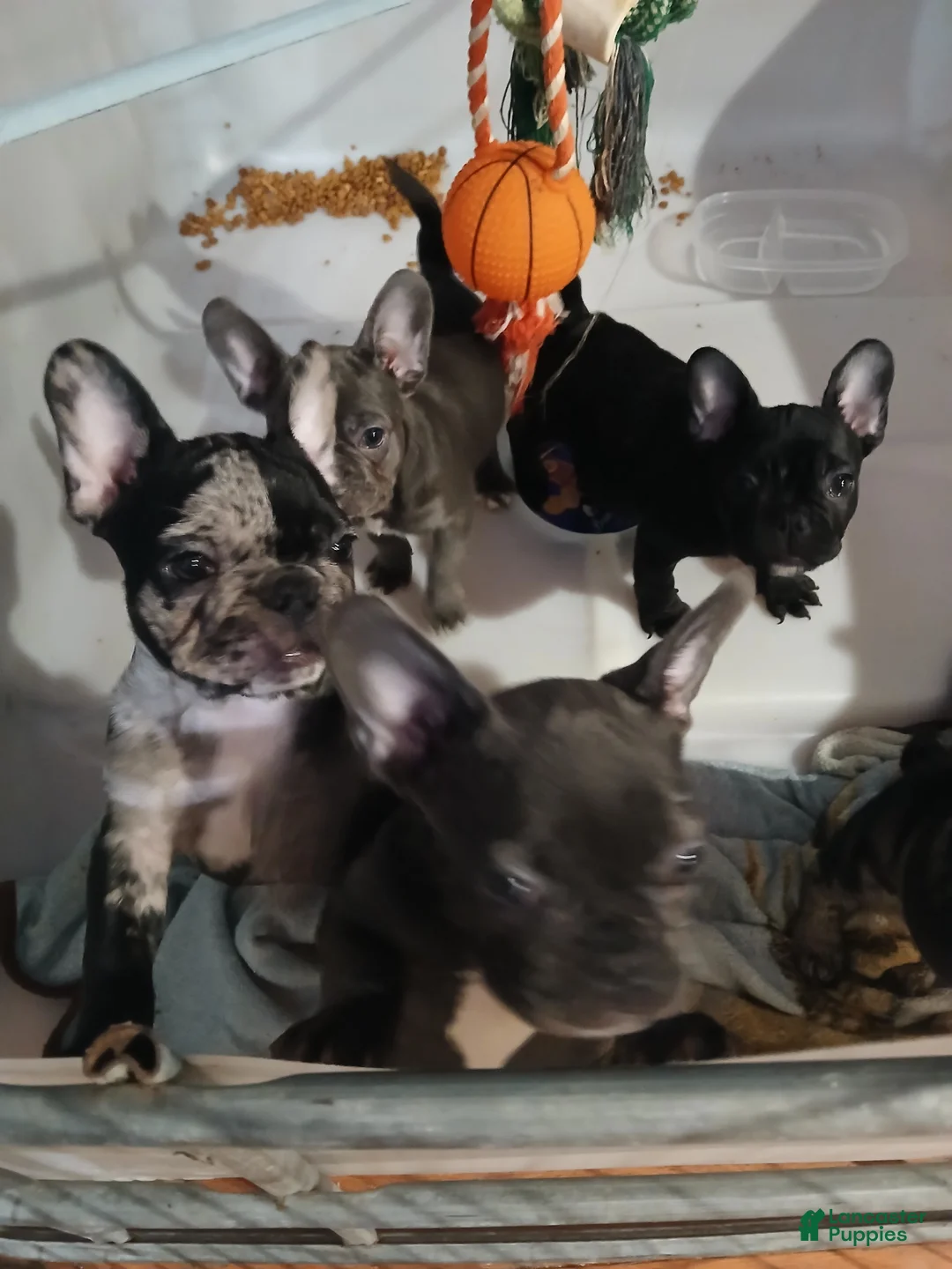 French Bulldog dogs for sale: Lily - Ad 10