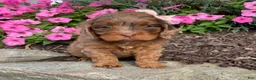 Cavapoo dogs for sale: Molly - Ad 3