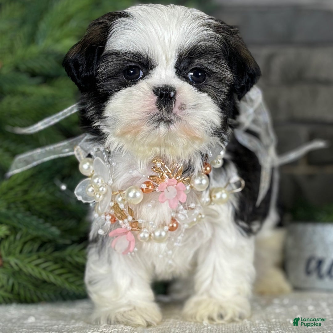 Shih Tzu dogs for sale: Carols - Ad 1