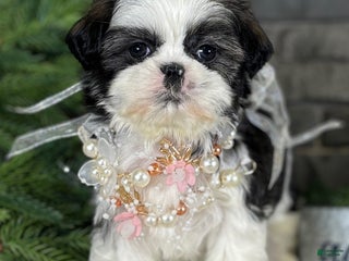 Shih Tzu dogs Carols - Ad 5
