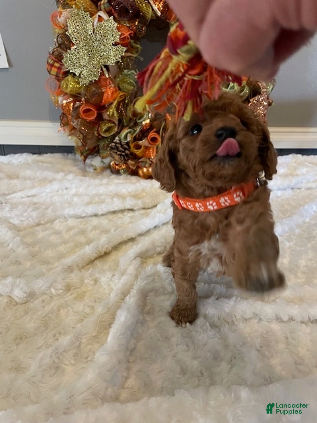 Miniature Labradoodle dogs for sale: Miniature Labradoodle Puppy 2 - Ad 5