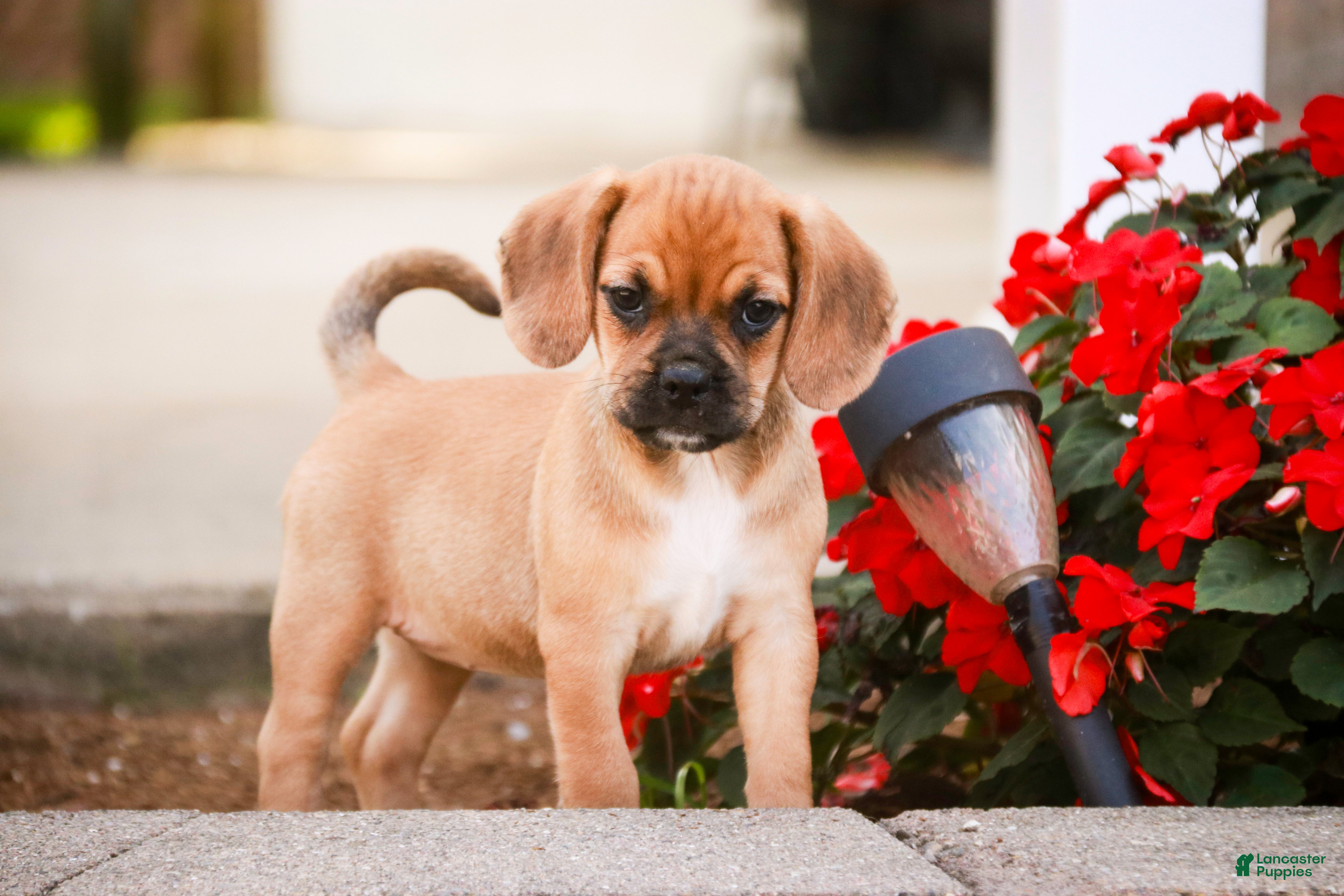 Half Beagle Cross Between Pug And Beagle Cross Between Beagle