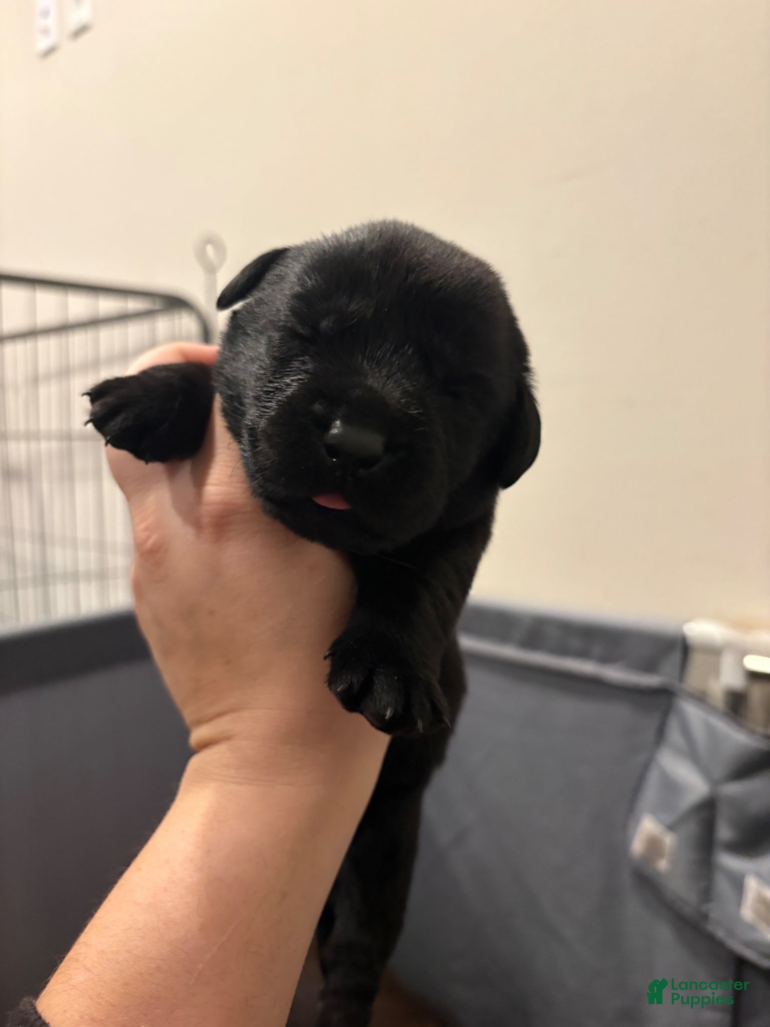 Labrador Retriever dogs Labrador Retriever Puppy 4 - Ad 1