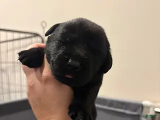 Labrador Retriever dogs for sale: Labrador Retriever Puppy 4 - Ad 2
