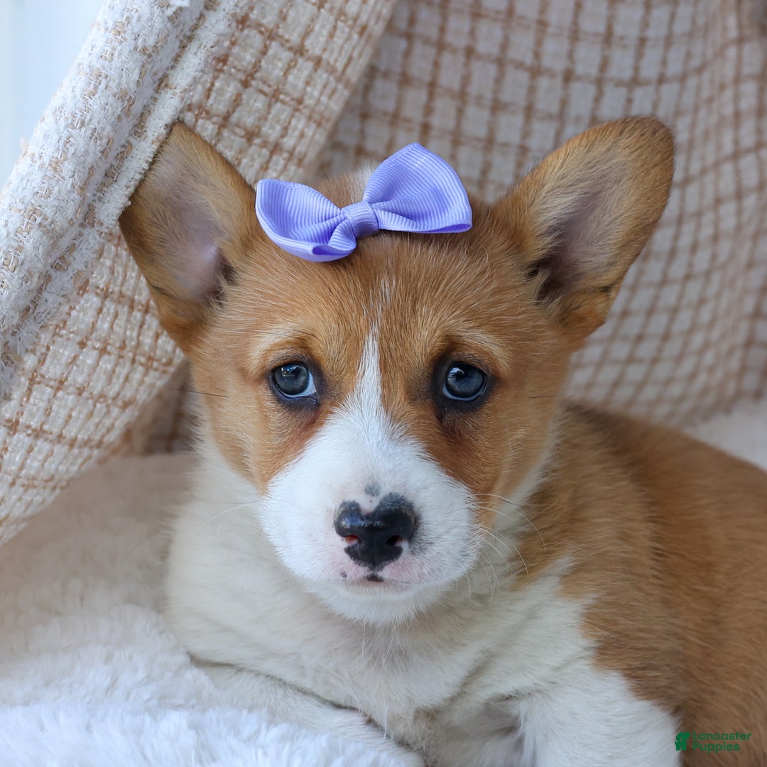 Welsh Corgi Pembroke dogs for sale: Tilly - Ad 15