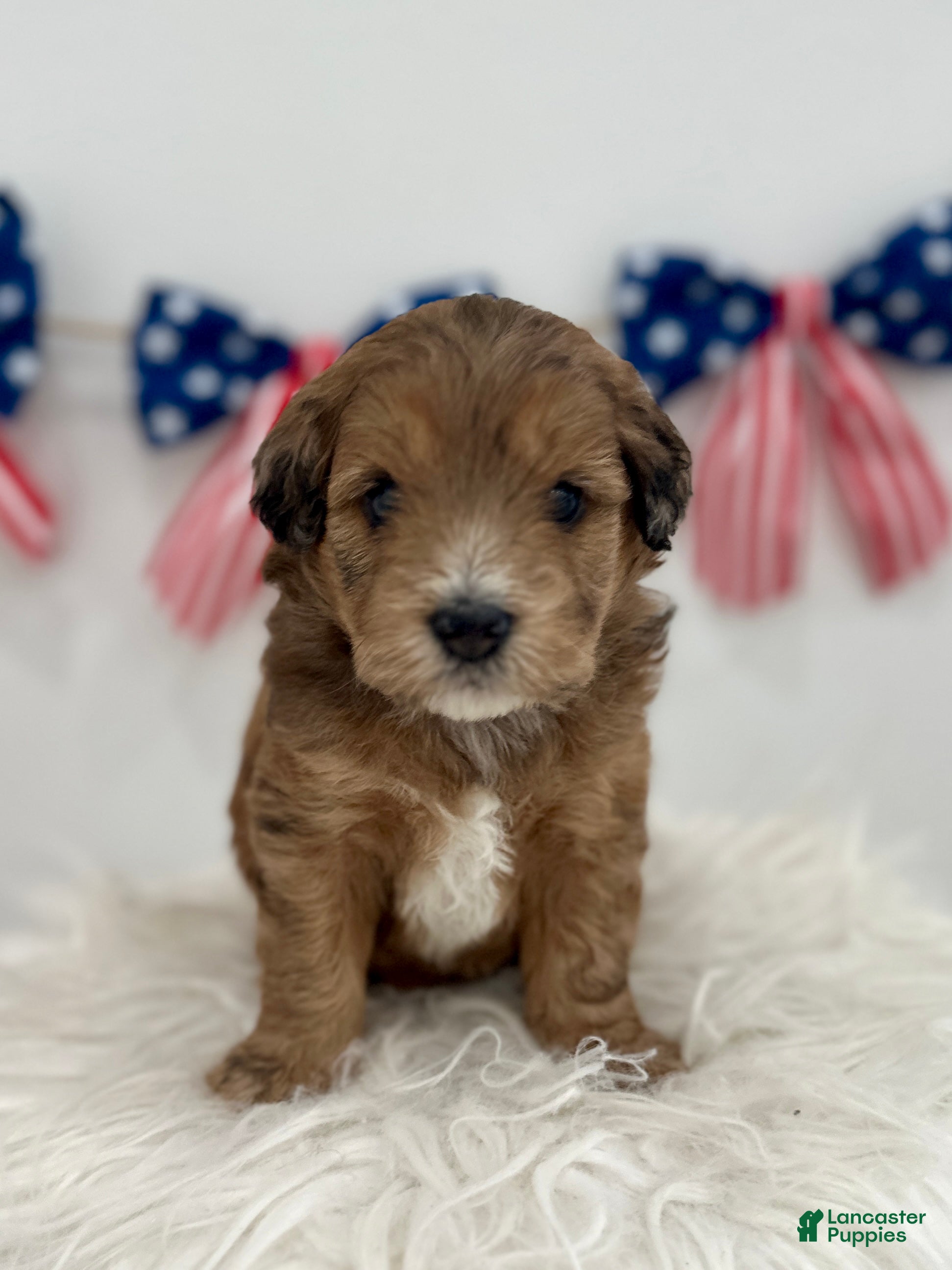 Mini Aussiedoodle dogs Mini Aussiedoodle Puppy 7 - Ad 1
