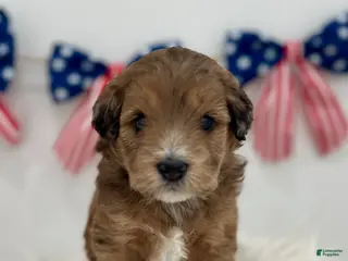 Mini Aussiedoodle dogs for sale: Paisley - Ad 2