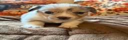 Mixed Breed dogs for sale: Doc - Ad 3