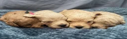 Mini Goldendoodle dogs for sale: Precious  - Ad 8
