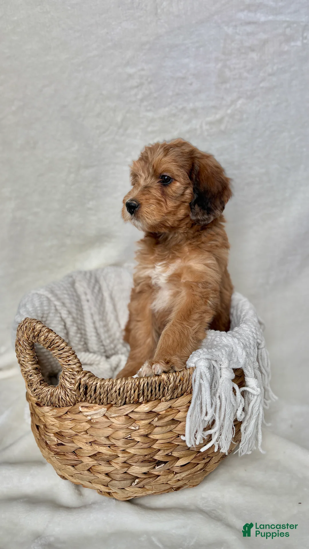 Bernedoodle dogs for sale: Coco - Ad 12
