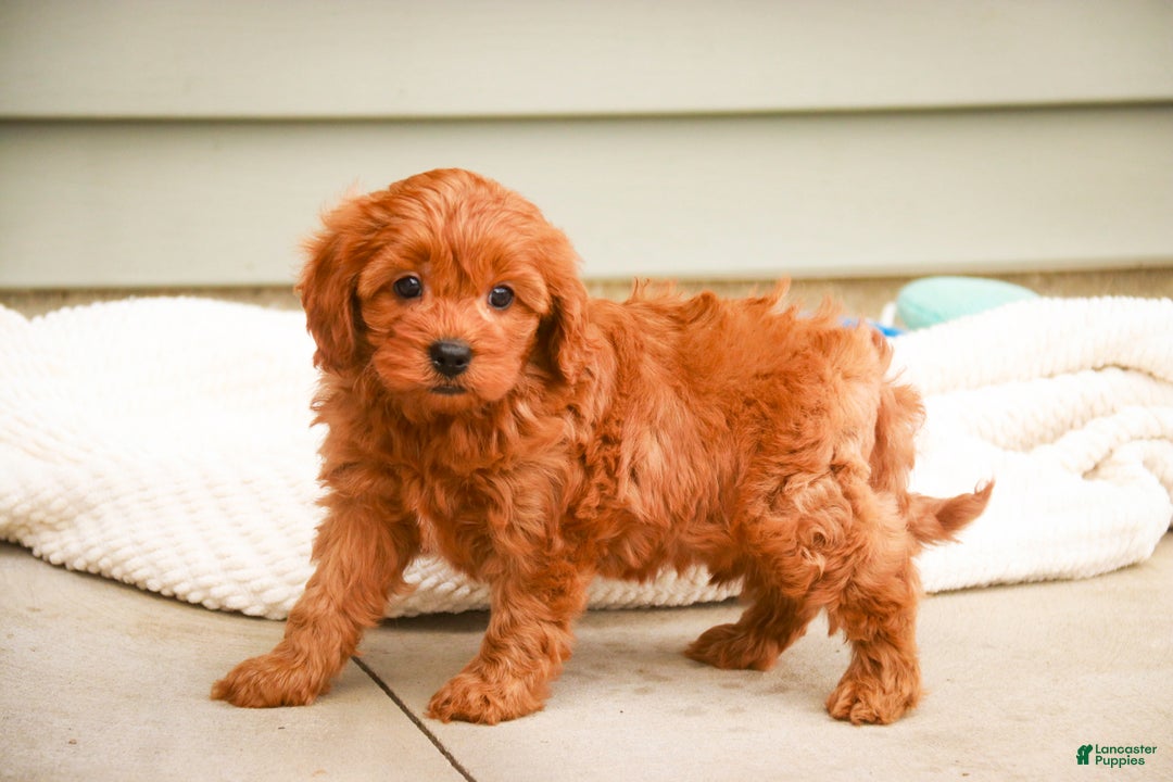 Cavapoo dogs for sale: Kash - Ad 3