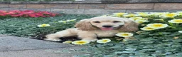 Cocker Spaniel dogs for sale: Cowboy  - Ad 2