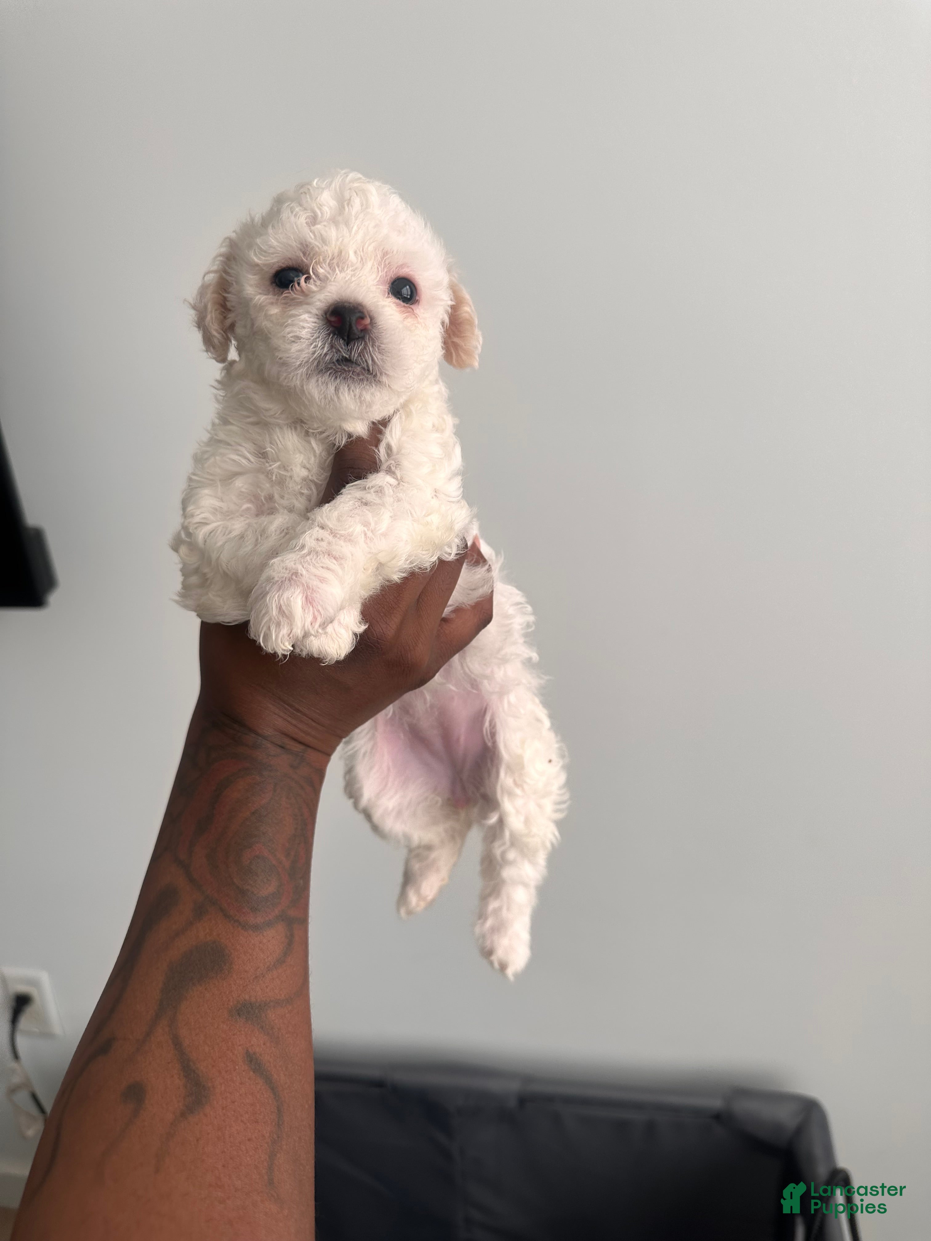 Bichpoo dogs Bichpoo 2 - Ad 2