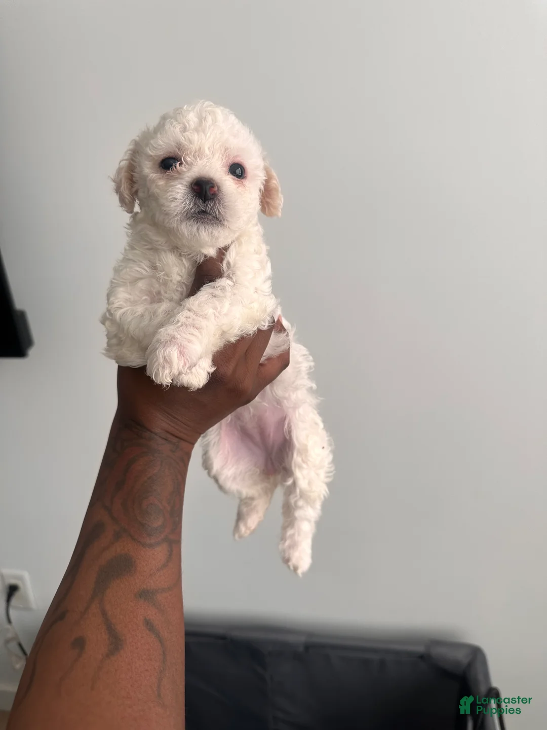 Bichpoo dogs for sale: Bichpoo 2 - Ad 1