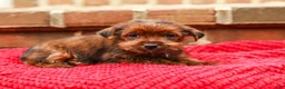 Yorkshire Terrier dogs for sale: Brownie (Small) - Ad 5