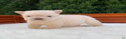 French Bulldog dogs for sale: FUTURE - Ad 4