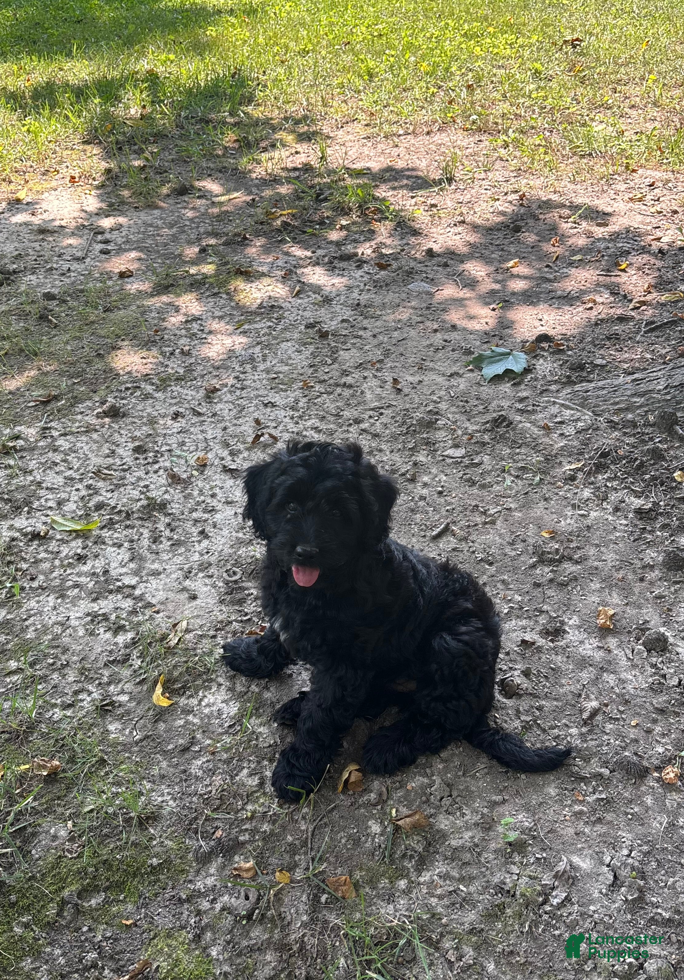 Mini Goldendoodle dogs Jade - Ad 2