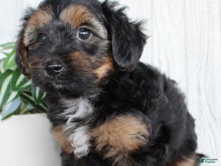Yorkiepoo dogs - Ad 27