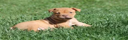 Olde English Bulldogge dogs for sale: Bluegates BETTY - Ad 2