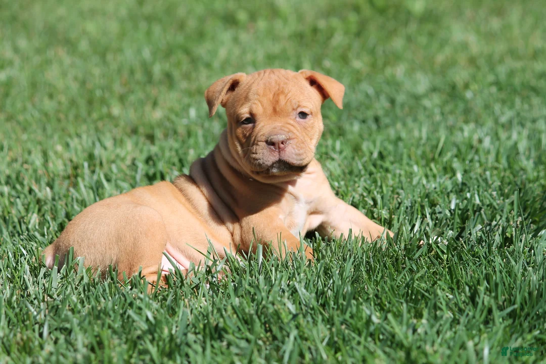 Olde English Bulldogge dogs for sale: Bluegates BETTY - Ad 2