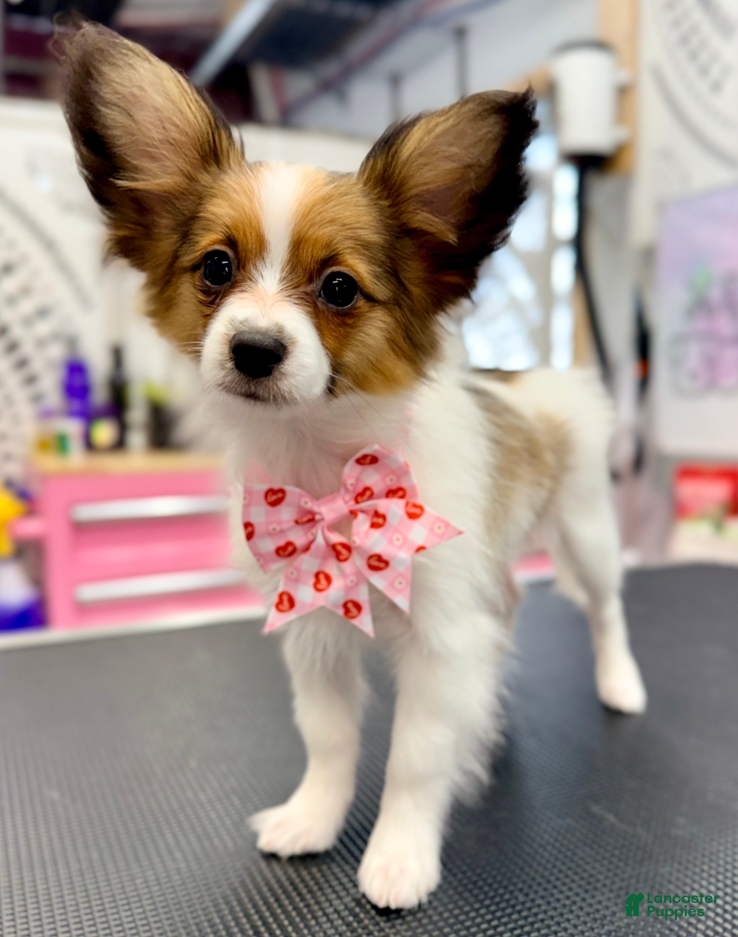 Papillon dogs Ember - Ad 17