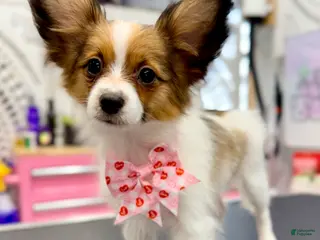 Papillon dogs Ember - Ad 17