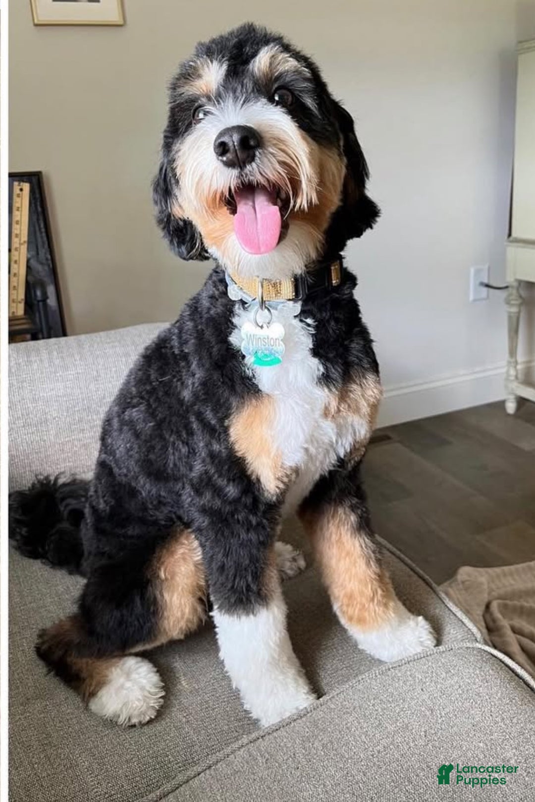 Mini Bernedoodle dogs for sale: Mini Bernedoodle Puppy 2 - Ad 5