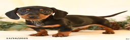 Miniature Dachshund dogs for sale: Cody - Ad 4