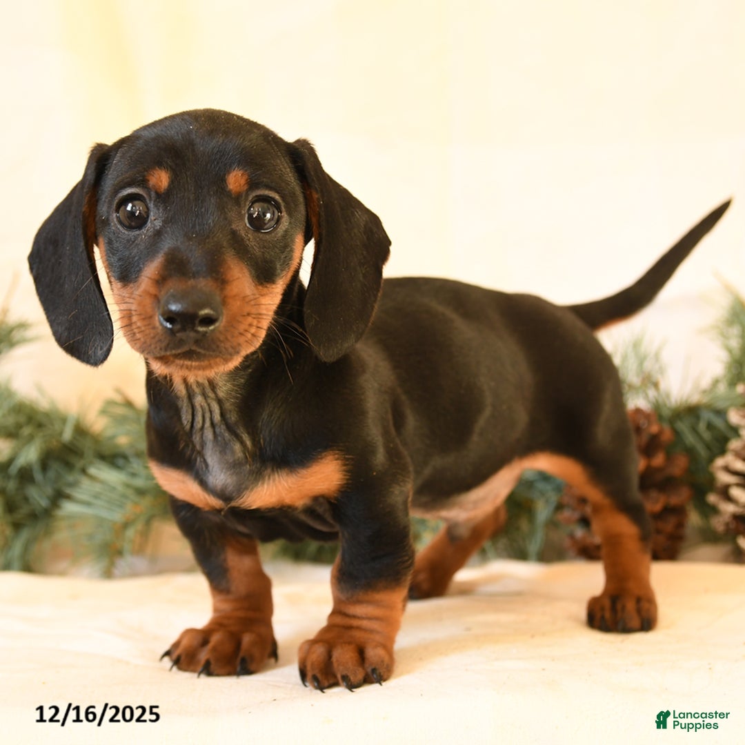Miniature Dachshund dogs for sale: Cody - Ad 4