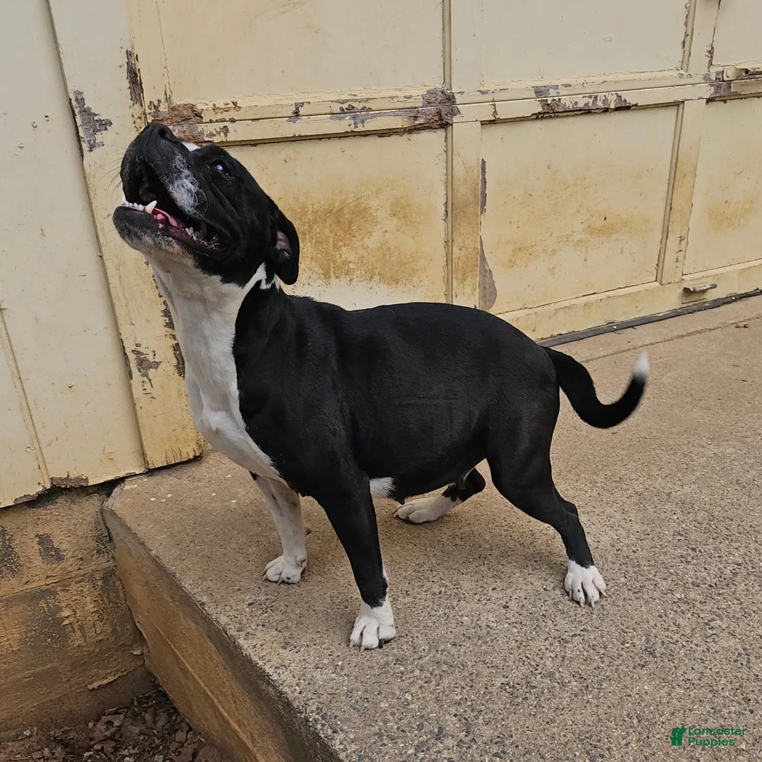 Alapaha Blue Blood Bulldog dogs for sale: Alapaha Blue Blood Bulldog Puppy 1 - Ad 7