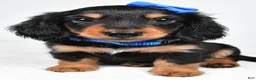 Miniature Dachshund dogs for sale: Mason - Ad 3